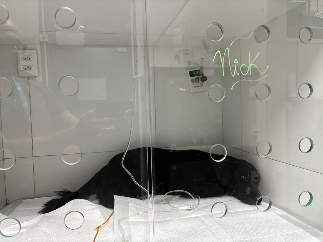 Nick foi resgatado após mais de 35 horas soterrado, sem acesso a água ou comida