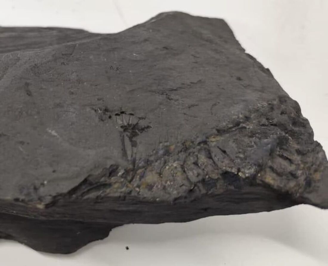 Fósseis do lagarto aquático Mesosaurus brasiliensis