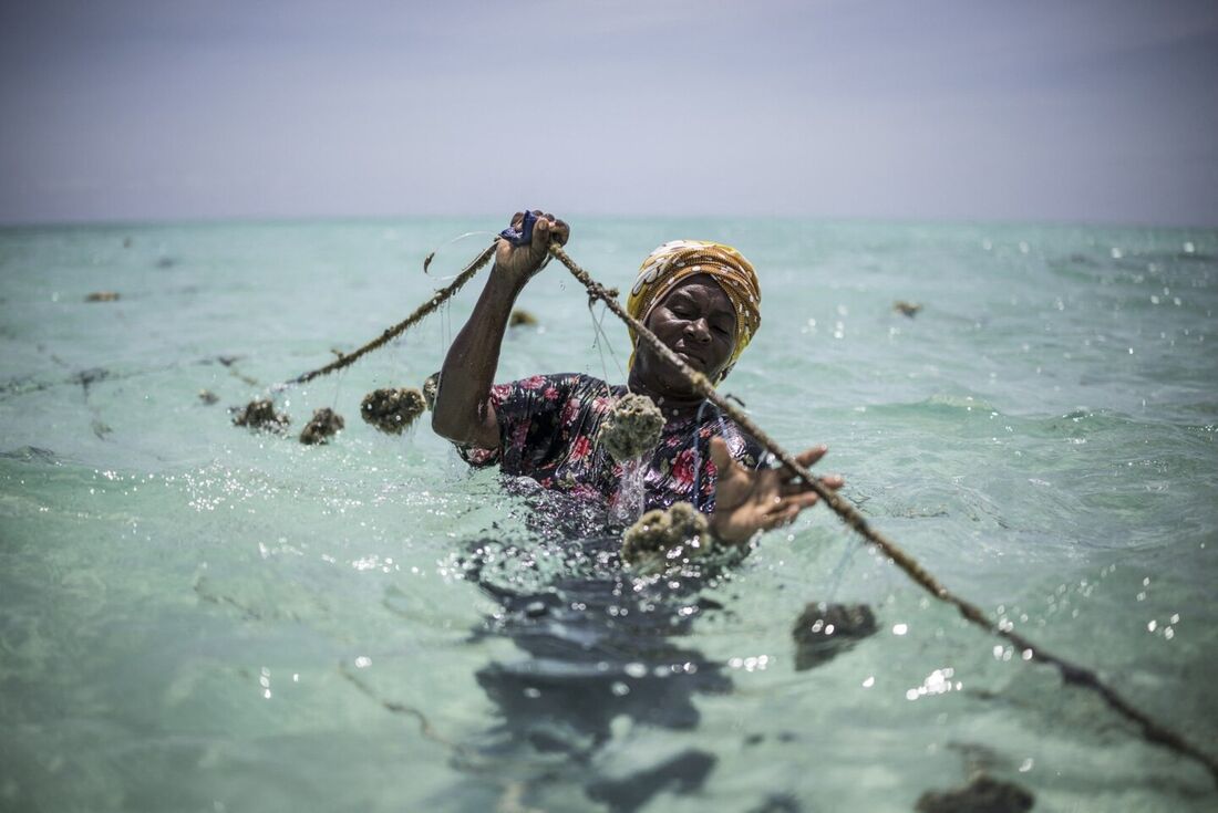 Cultivo de esponjas marinhas é salva-vidas para as mulheres de Zanzibar