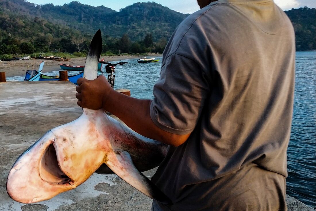Reunião sobre vida selvagem mundial discute proteção a tubarões e venda de chifres de rinocerontes