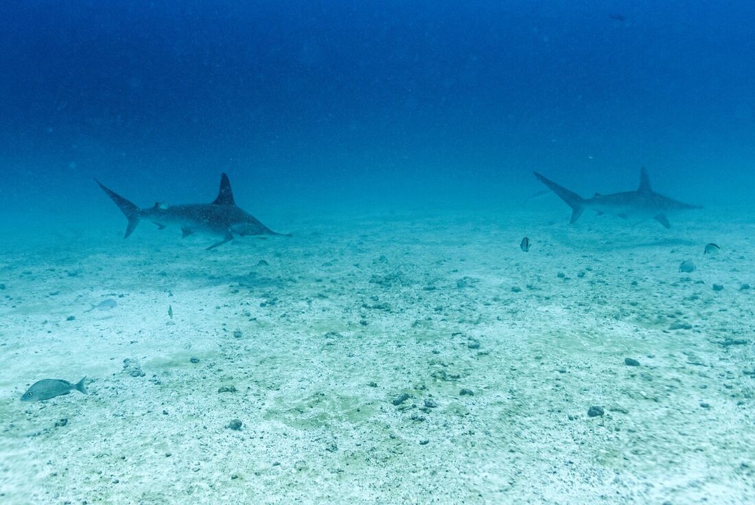 Mais de 70 espécies e raias recebem proteção contra a sobrepesca