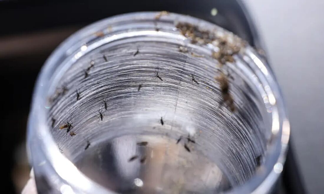 O objetivo é conscientizar gestores públicos, profissionais da saúde e a população em geral sobre a importância das medidas recomendadas para conter a proliferação do mosquito Aedes aegypti