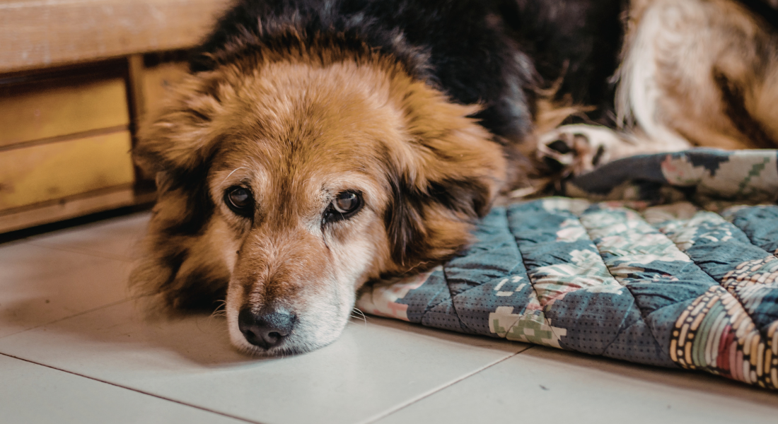 Cães idosos são mais suscetíveis a doenças relacionadas à próstata