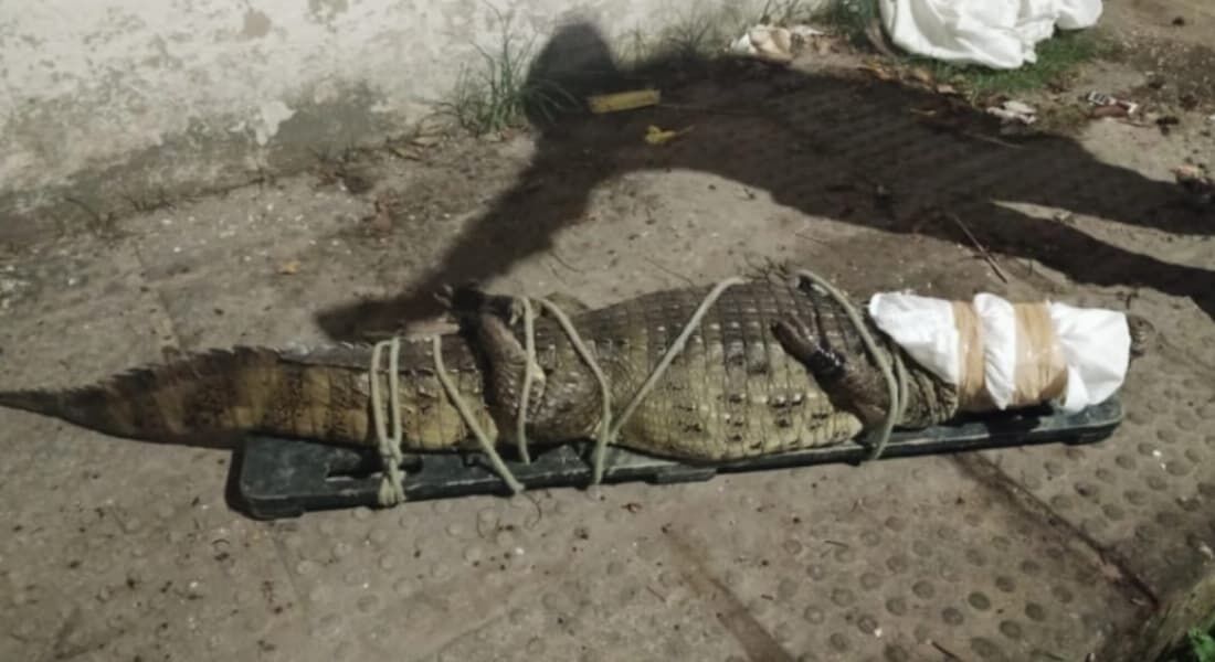 Jacaré que andava em via pública é resgatado em Olinda