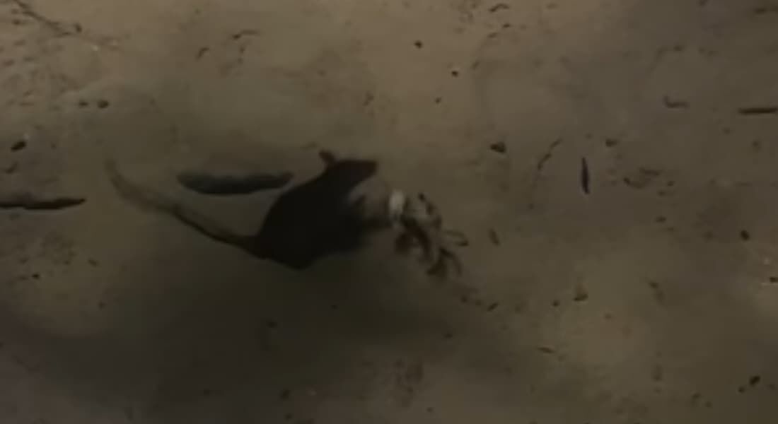 Vídeo de gabirus e maria-farinha brigando na praia de Boa Viagem viraliza nas redes sociais