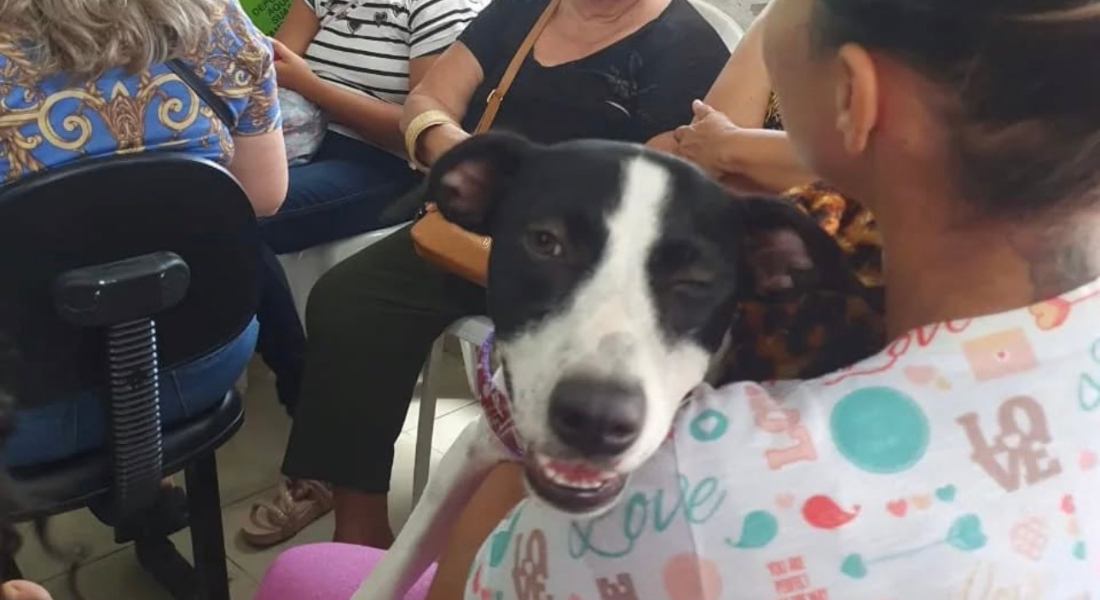 Os procedimentos precisam ser agendados através do Whatsapp da Ampavoz