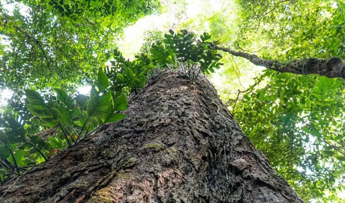 Fundo Amazônia é uma iniciativa que apoia projetos e ações contra o desmatamento