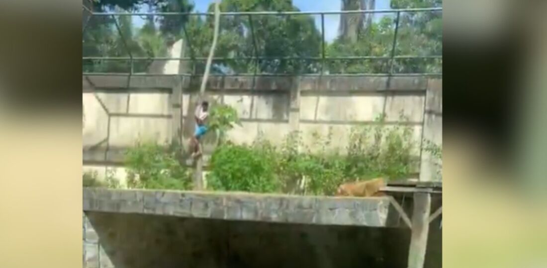 Homem invadiu o recinto da leoa, escalando uma parede de mais de 6 metros e as grades de segurança, e depois desceu por uma árvore onde foi atacado pelo animal
