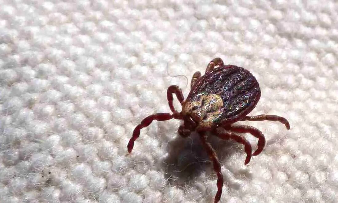 O interior do estado de São Paulo vem sofrendo com casos da doença, que é transmitida pelo carrapato.