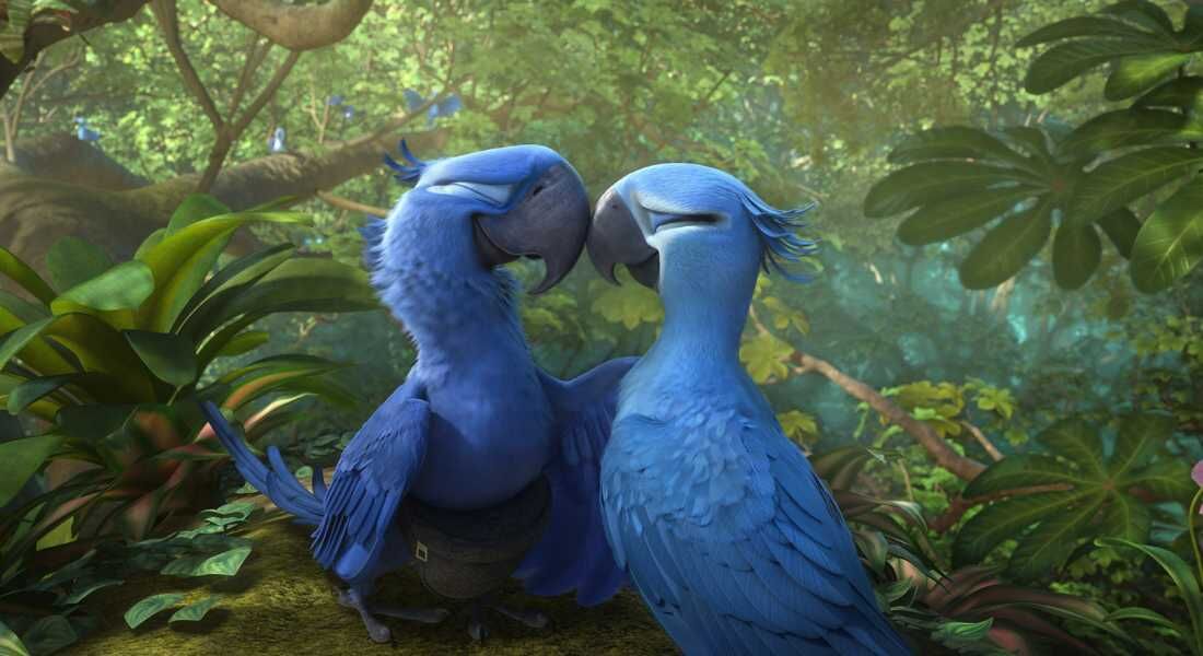 Ararinha-azul inspirou a animação "Rio"