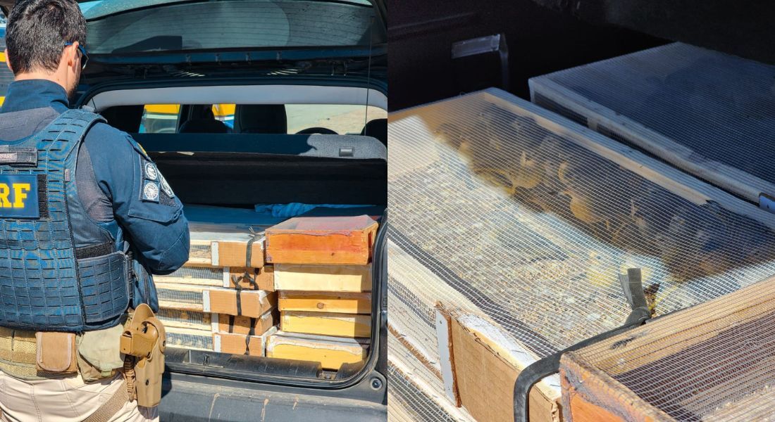 Aves estavam no porta-malas e o banco de trás do veículo