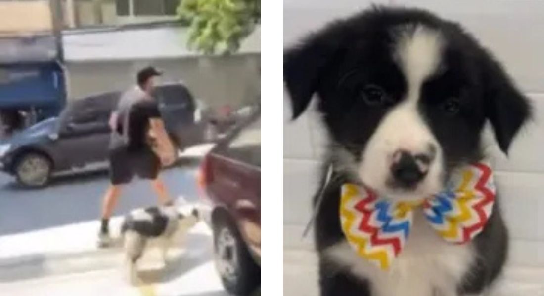 Animal foi levado para Campos do Jordão e devolvido em uma delegacia da cidade.