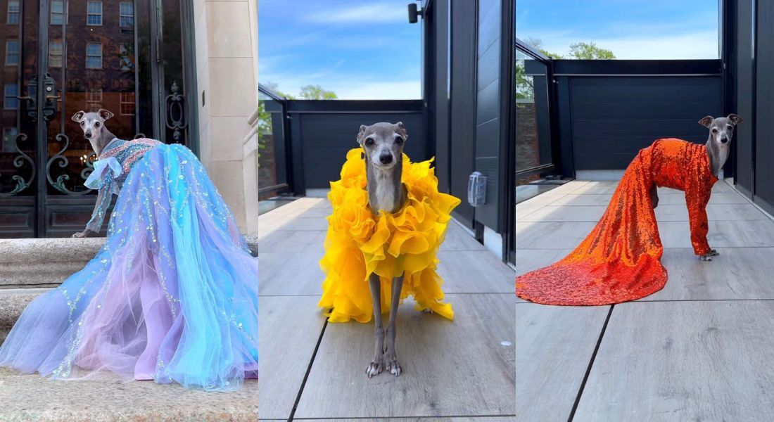 Tika the Iggy: morte foi divulgada pelos tutores, o casal Thomas Shapiro e Louis, responsáveis por tornar Tika uma das pets mais seguidas