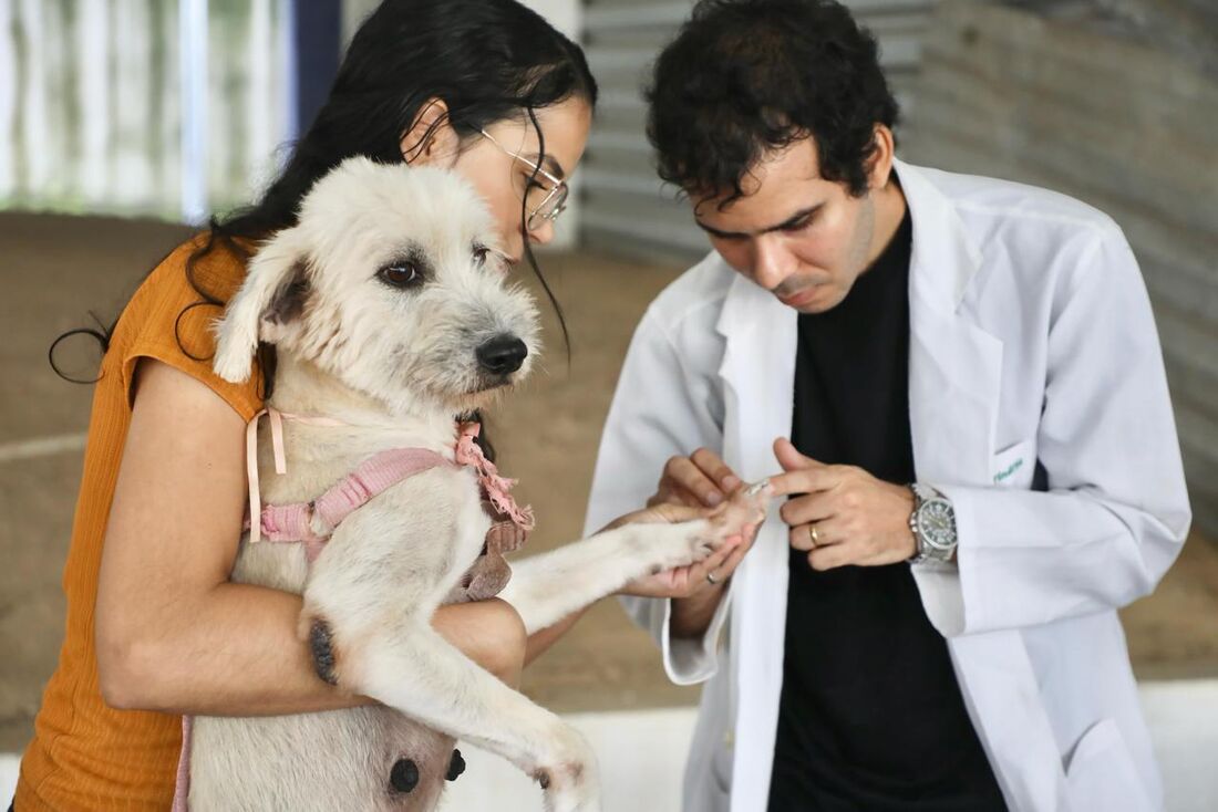 Vacinação de pets contra a raiva é recomendada para cães e gatos a partir dos 3 meses