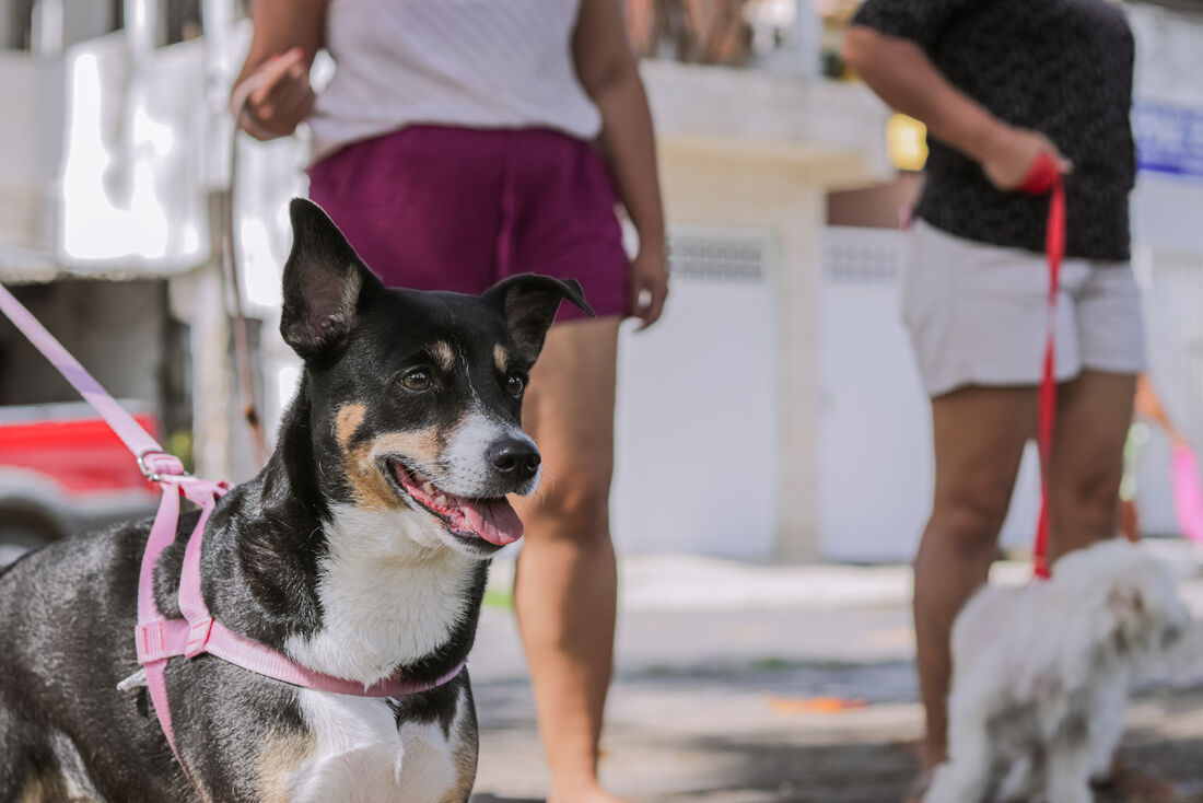 Cães e gatos com idade a partir de três meses já podem receber a imunização antirrábica