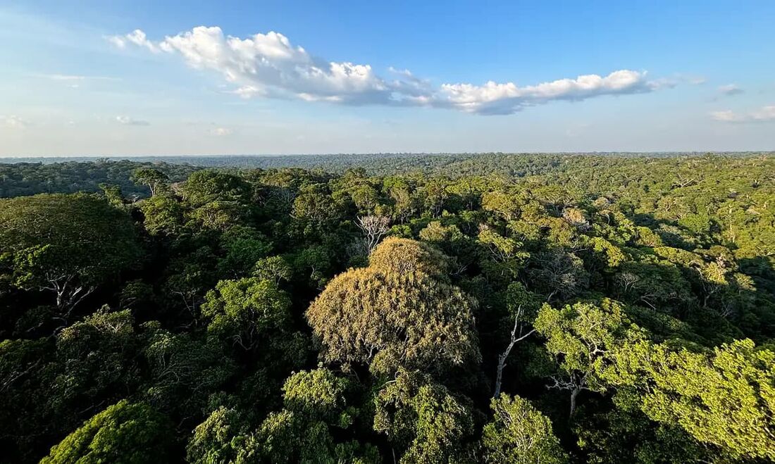 Nos próximos dias, a capital do Pará, Belém, sedia a 30º edição da Conferência das Nações Unidas sobre Mudança do Clima