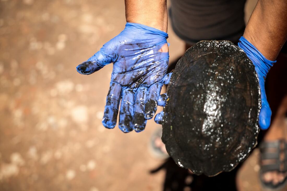 Animais foram retirados sem vida do canal 