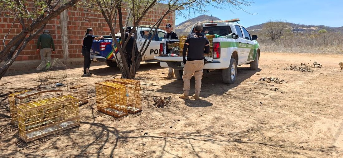 Operação apreende 100 aves e arma de fogo no Sertão de Pernambuco; multas somam R$ 63 mil