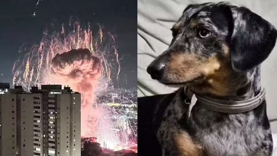 O cãozinho Fred, de cinco anos, é um dos animais desaparecidos na explosão em Tatuapé 