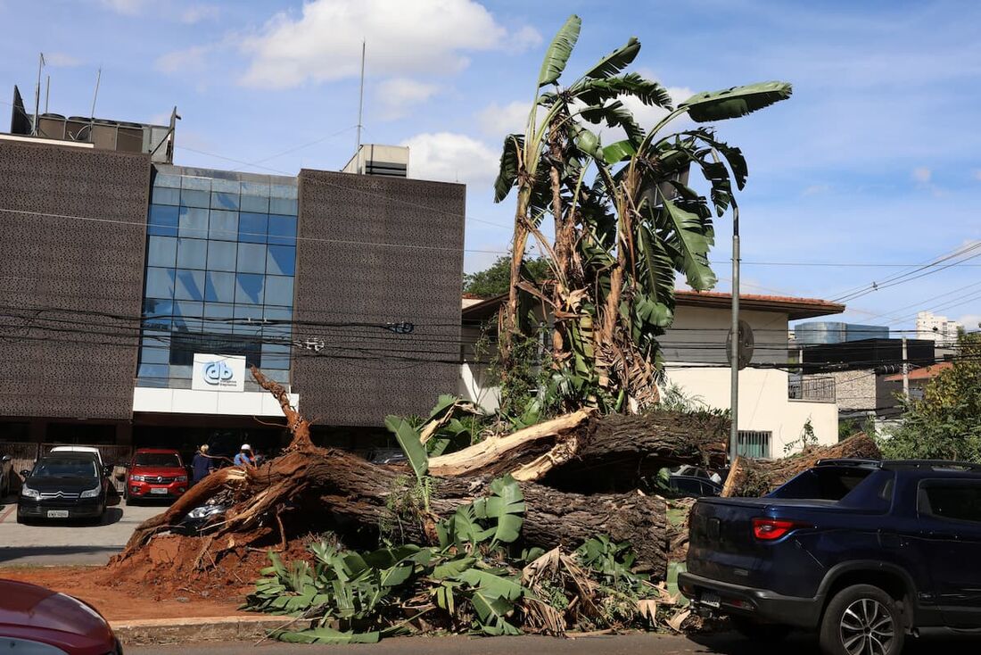 Árvore caída na Avenida Brasil após tempestade com fortes ventos na capital paulista.