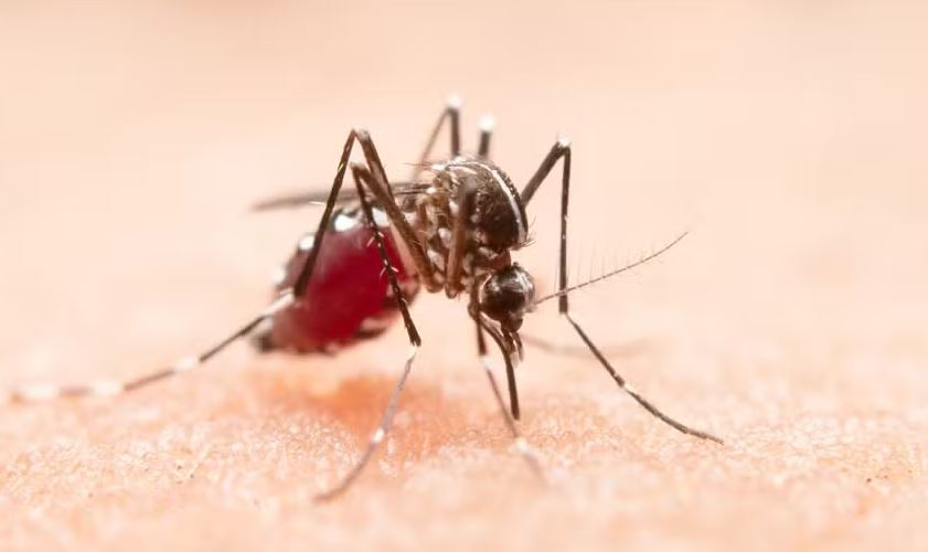 Cientistas montaram uma arena do tamanho de quase duas quadras de tênis com cerca de 200 mosquitos na Zâmbia ao ar livre e canalizaram os odores de seis pessoas para analisar