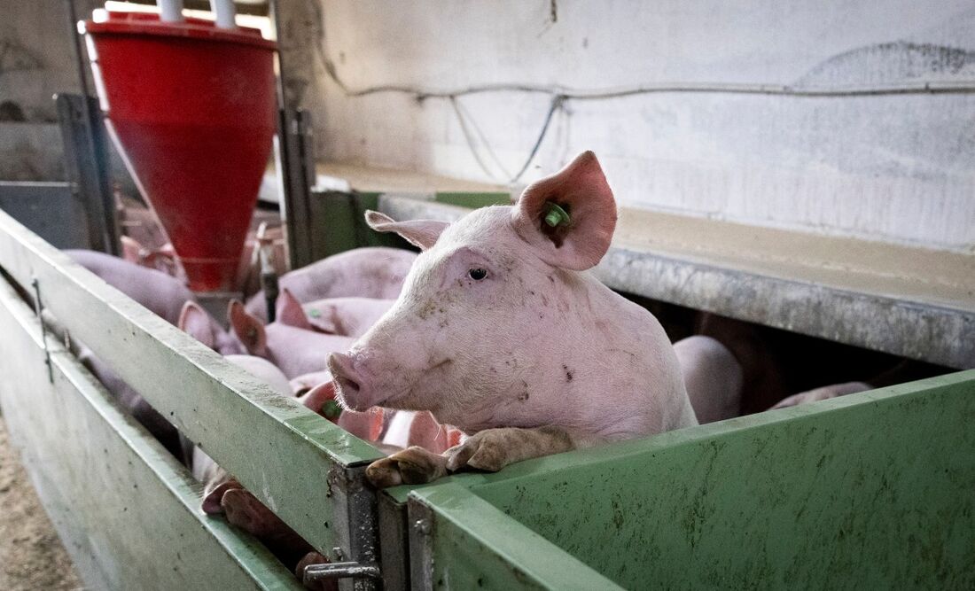 Um porco coloca a cabeça para fora de um cercado em uma granja de suínos em Manacor, na ilha de Maiorca, em 4 de dezembro de 2025.
