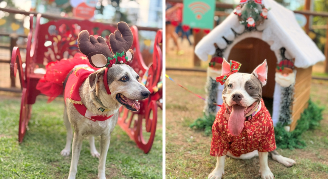 Cães participantes do desfile natalino do Shopping Plaza Shopping