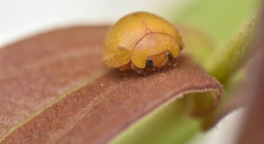 Nova espécie de joaninha é descoberta na Caatinga e amplia entendimento sobre adaptação de herbívoros em regiões de escassez