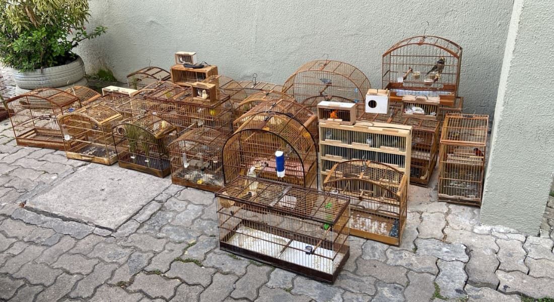 Aves silvestres apreendidas pela polícia no bairro do Cordeiro, Zona Oeste do Recife