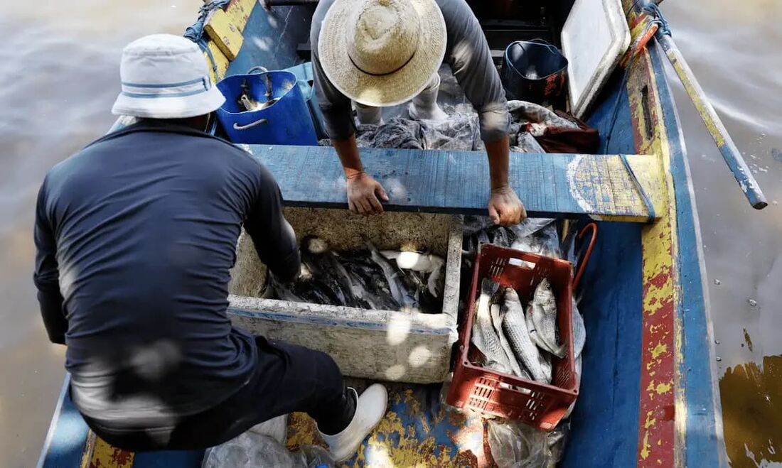 O estudo analisou oito espécies de peixes e amostras de cabelo de integrantes de colônias de pescadores em Magé, Itaboraí, cidades da região metropolitana, e na Ilha do Governador, bairro da Zona Norte do Rio de Janeiro.