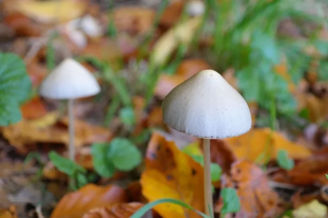 Cogumelo Psilocybe semilanceata contém psilocibina, substância alucinógena