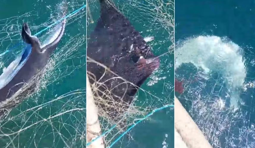Raia - animal, um macho adulto com cerca de 80 quilos, foi encontrado preso em uma rede de pesca