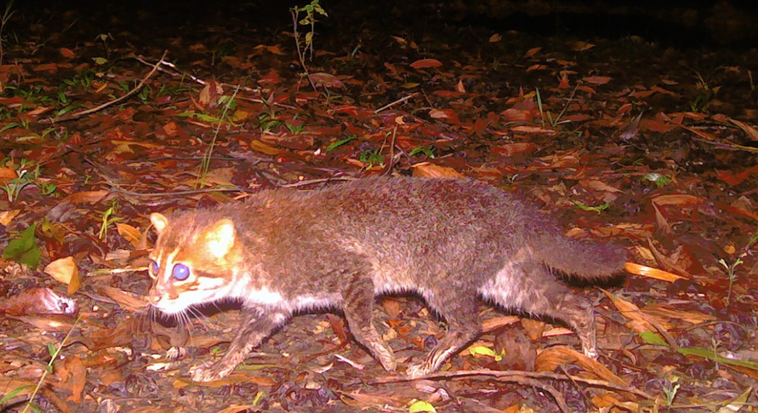 Gatos da espécie estão entre os felinos selvagens mais raros e ameaçados do mundo