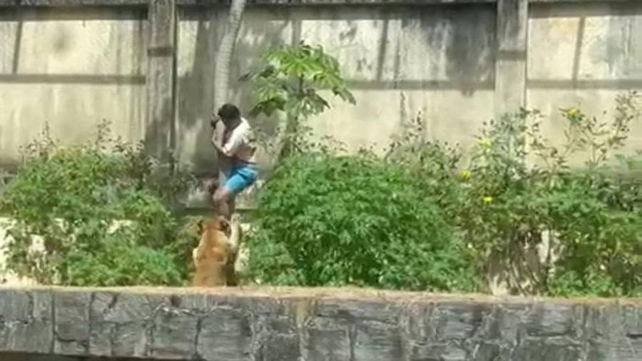 Gerson de Melo Machado, de 19 anos, invadiu o recinto de uma leoa no Parque Zoobotânico Arruda Câmara,