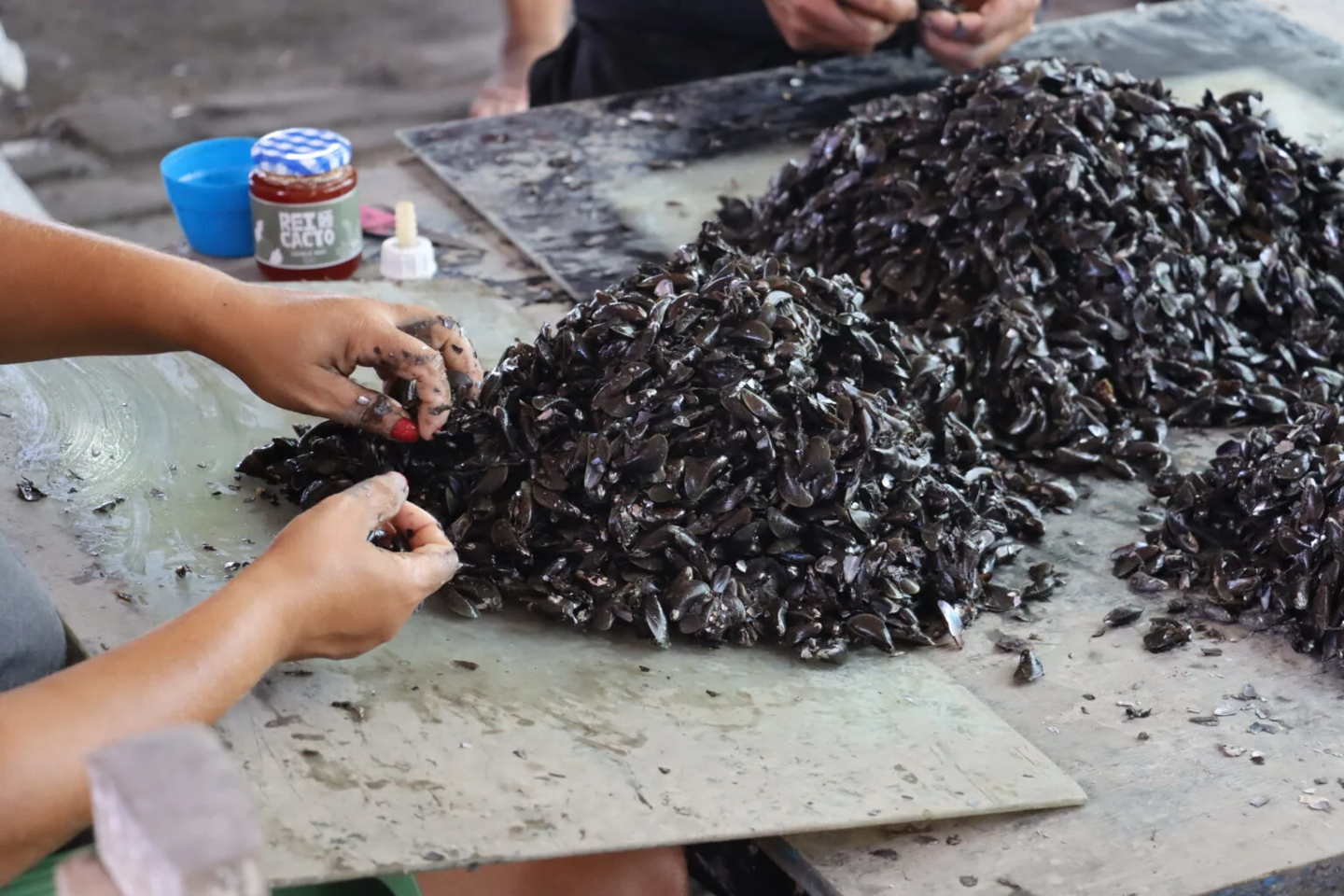 Pescado na Laguna Mundaú, em Maceió, carne do sururu é vendida e cascas viram revestimentos de cerâmica