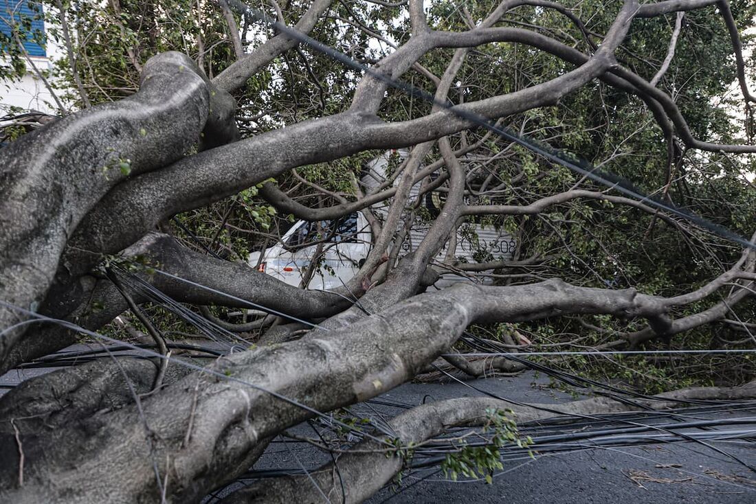 Queda de árvores sobre carros na rua Paula Ney, na Vila Mariana, em São Paulo.