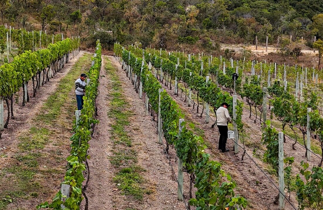 Vinícola Moradas da Serra, em São João Batista do Glória
