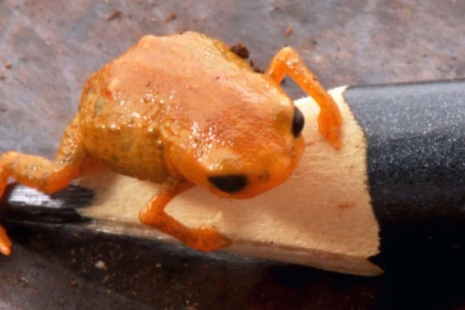 Nova espécie de sapo brasileiro é batizada em homenagem ao presidente Lula