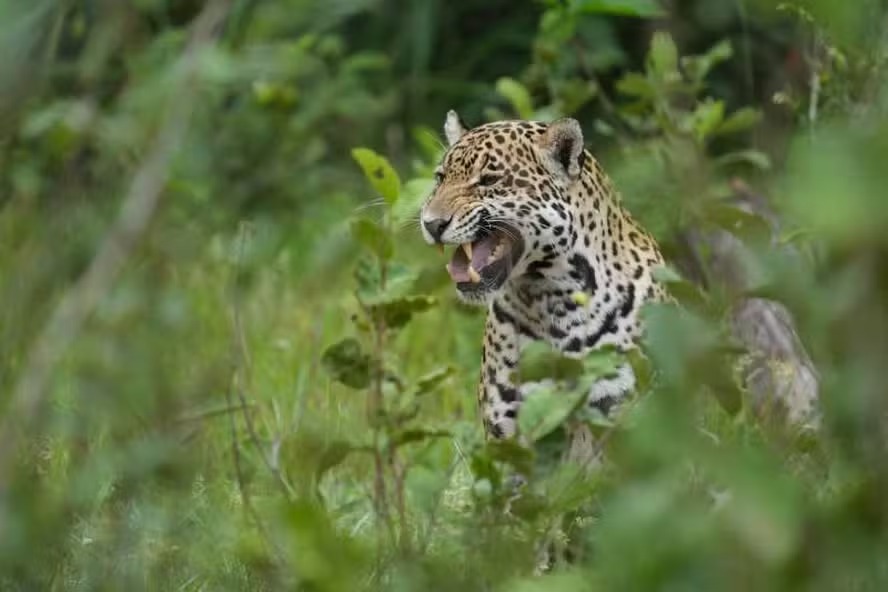 Pesquisa com onças do Pantanal revela presença de patógeno que pode infectar humanos 