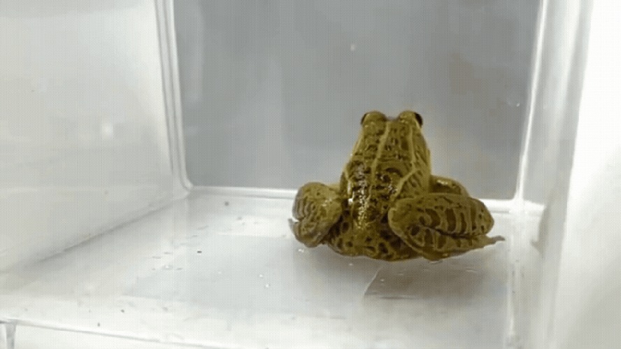 Um vídeo mostra em detalhes como a rã-de-lagoa-japonesa captura e devora a vespa-mandarina, sem ser afetada pelas picadas do temido inseto