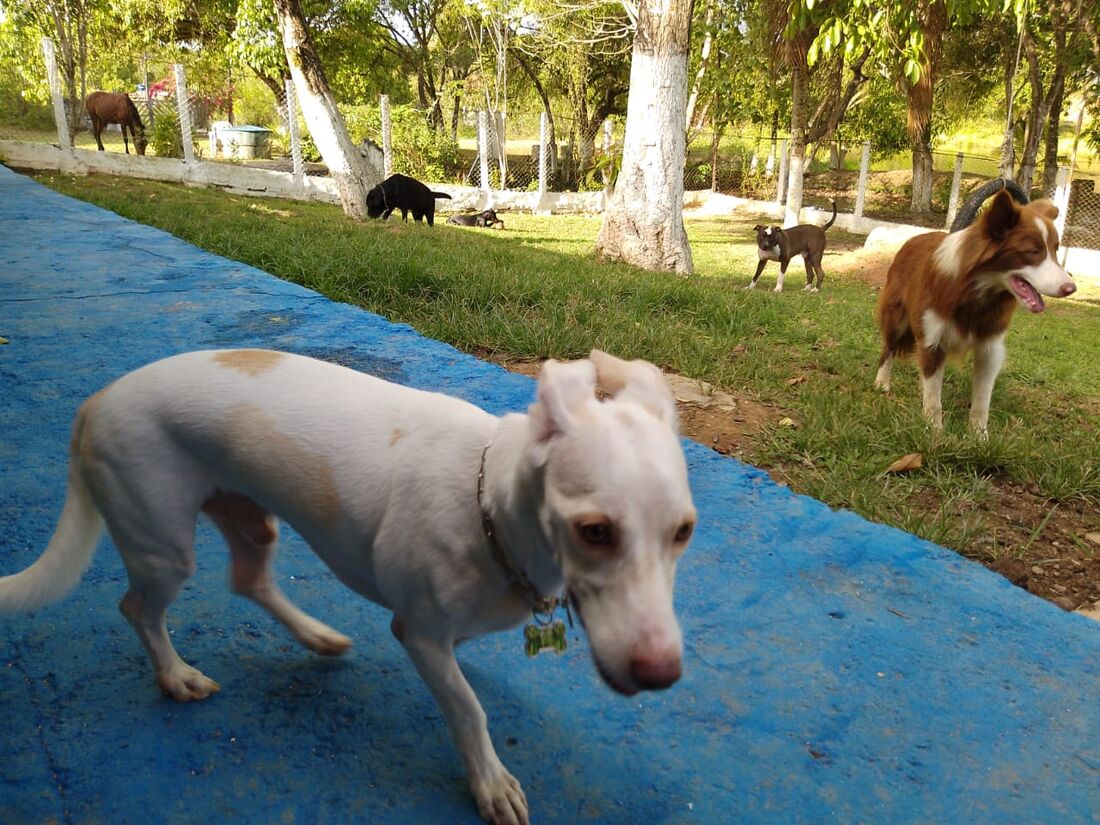 O hotelzinho oferece a estadia completa do animal, com a pernoite. Assim, o tutor pode aproveitar as festvidades sabendo que seu animal está sendo bem cuidado