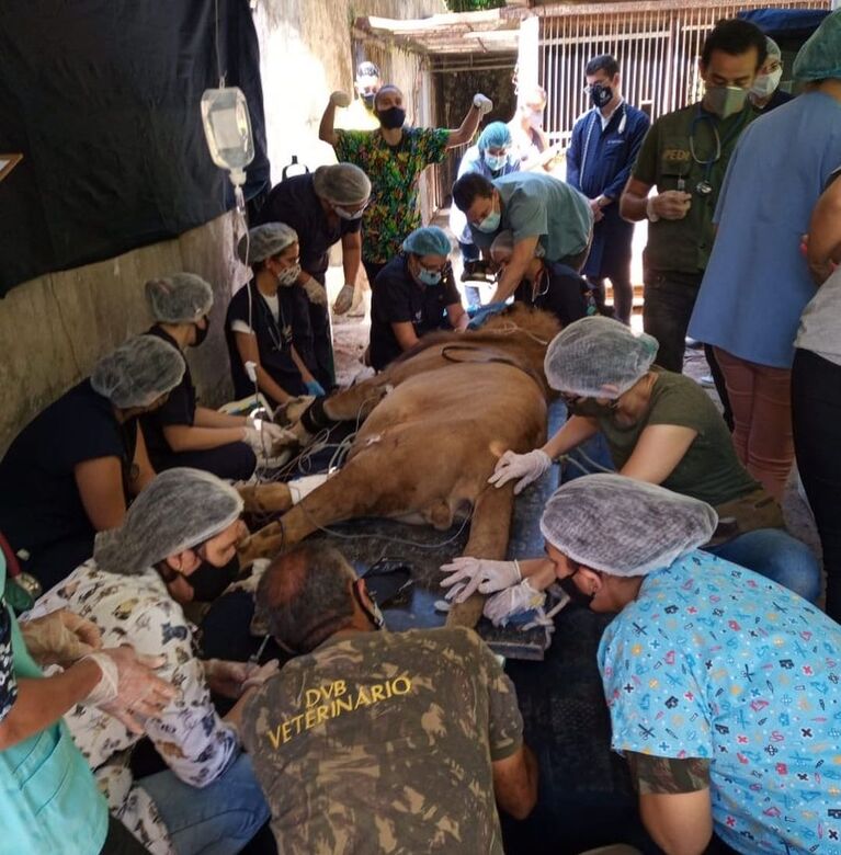 Leão Léo durante o atendimento