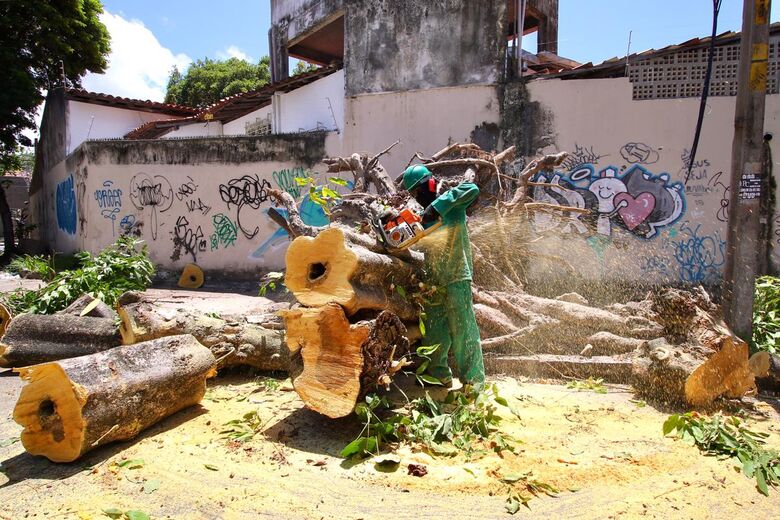 Rua dos Palmares bloqueada por queda de árvore durante a madrugada. Foto: Ed Machado/Folha de Pernambuco