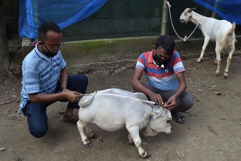 Rani, vaca anã de Bangladesh / Foto: Munir Uz zaman/AFP