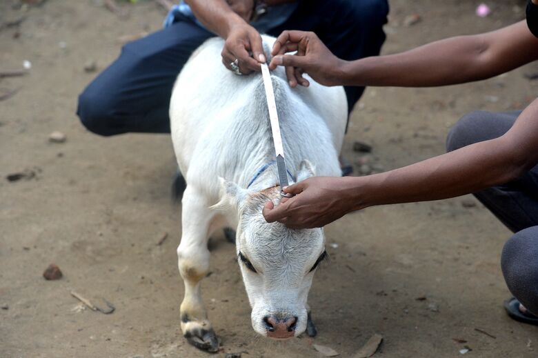 Rani, vaca anã de Bangladesh / Foto: Munir Uz zaman/AFP