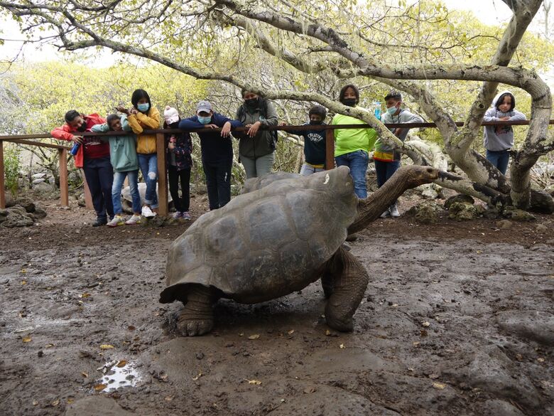 Tartaruga Gigante | Foto: Divulgação/Parque Nacional de Galápagos