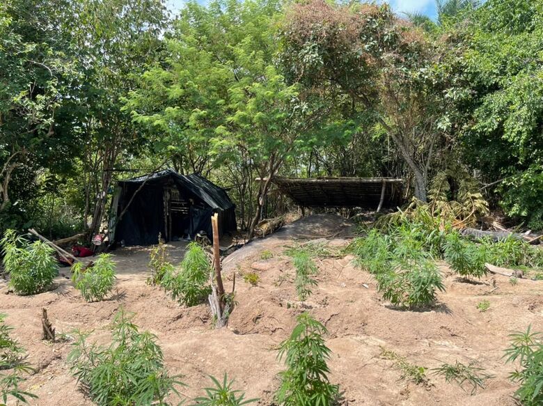 Maconha erradicada no Sertão. Foto: Divulgação/PF