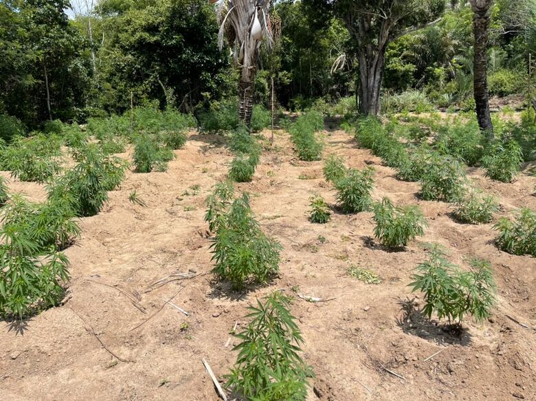 Maconha erradicada no Sertão. Foto: Divulgação/PF