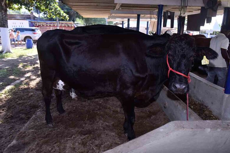 42ª edição da ExpoCarpina, em 2019. Foto: Divulgação/ ExpoCarpina 