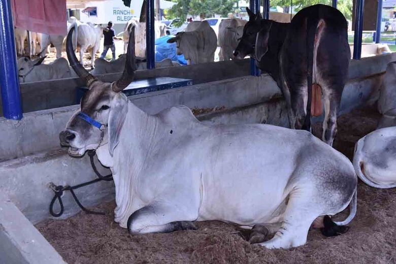 42ª edição da ExpoCarpina, em 2019. Foto: Divulgação/ ExpoCarpina 